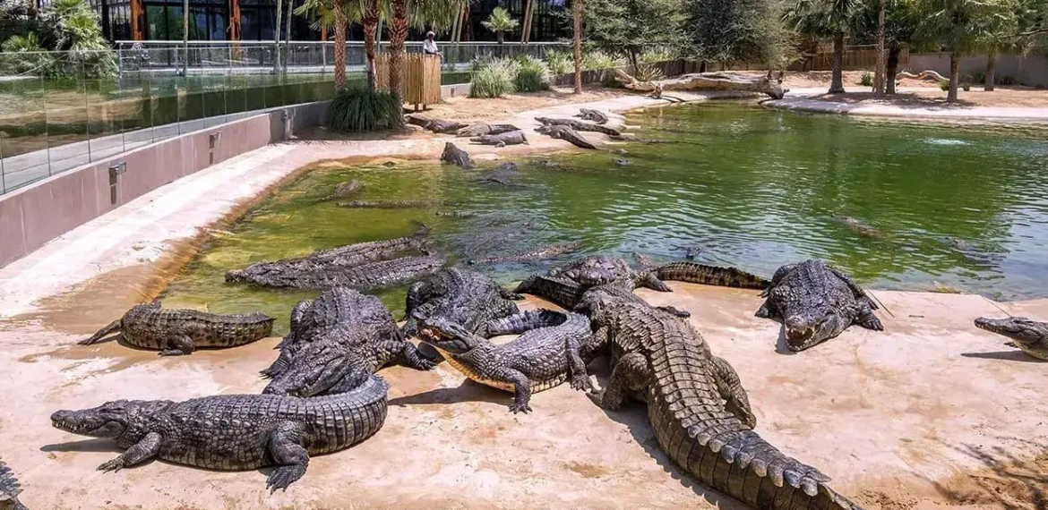 Dubai Crocodile Park