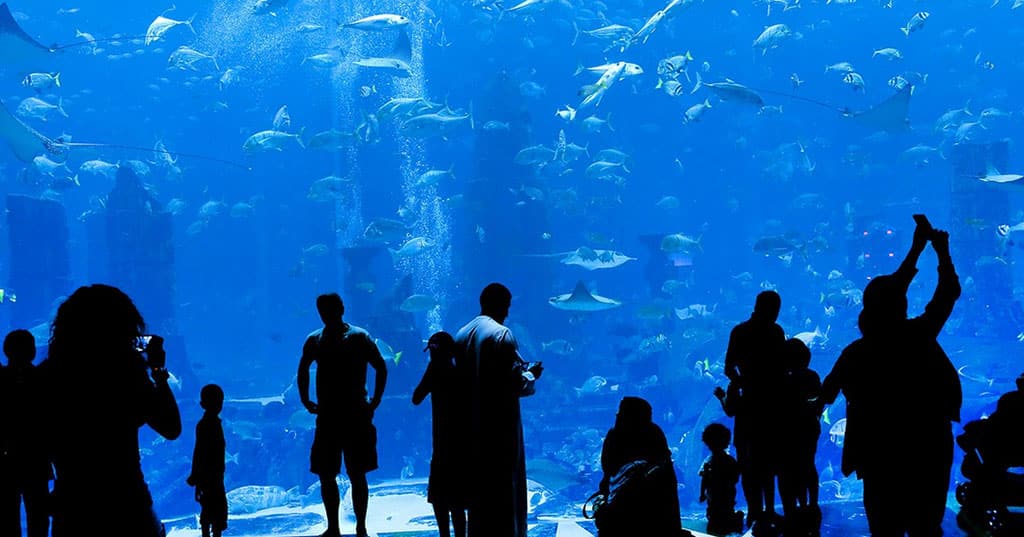 Dubai Mall Aquarium and Underwater Zoo