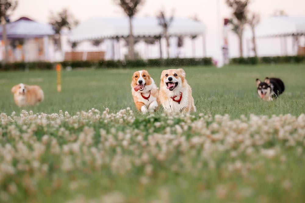 Dog-Friendly Parks in Dubai: A Guide to Rules & Best Spots