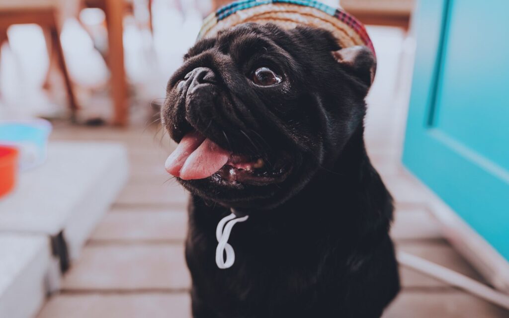 Dog Friendly Restaurants Dubai: Pet-Friendly Patios & Cafes
