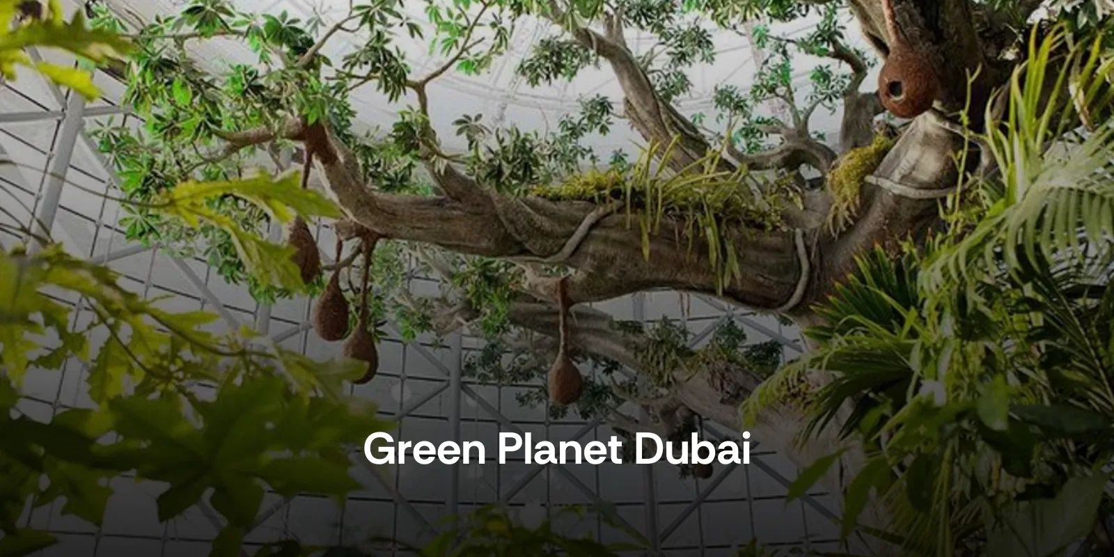 The Green Planet Dubai : Indoor Tropical Rainforest Guide