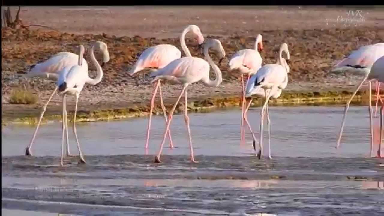 Bird Watching in Dubai