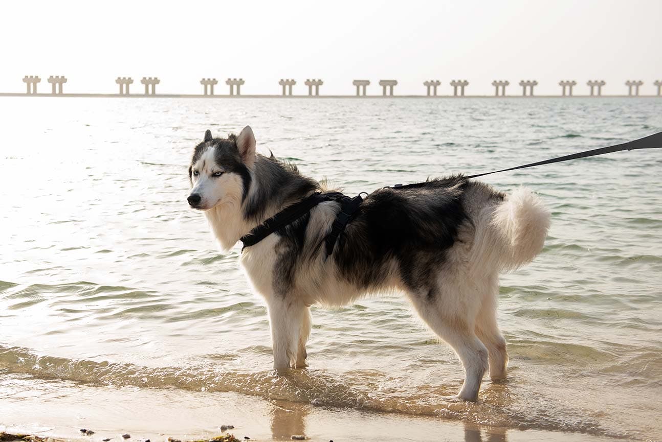 Are Dogs Allowed at Kite Beach Dubai